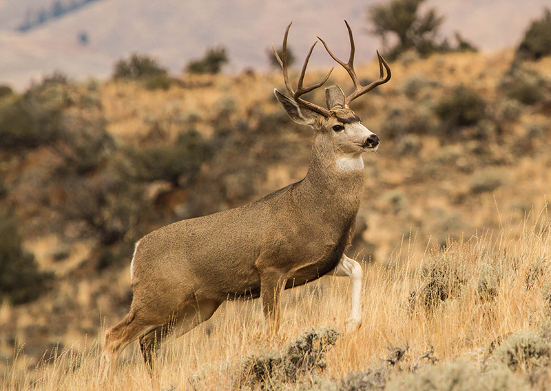 Buck in the wild. Adobe stock photo